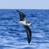 petrel maderski